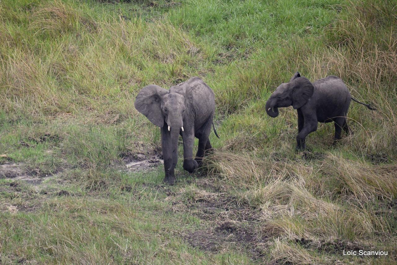Eléphant (16)