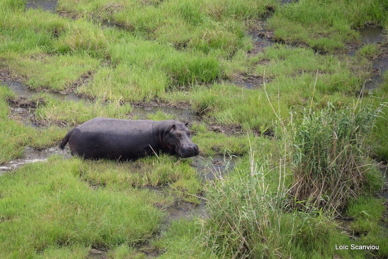 Hippopotame/Hippopotamus (5)