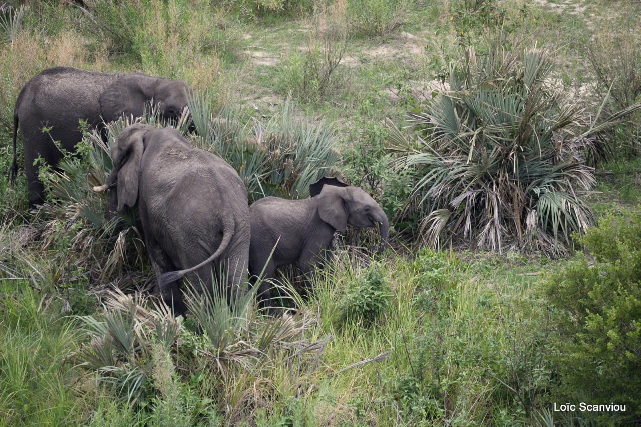 Eléphant (18)
