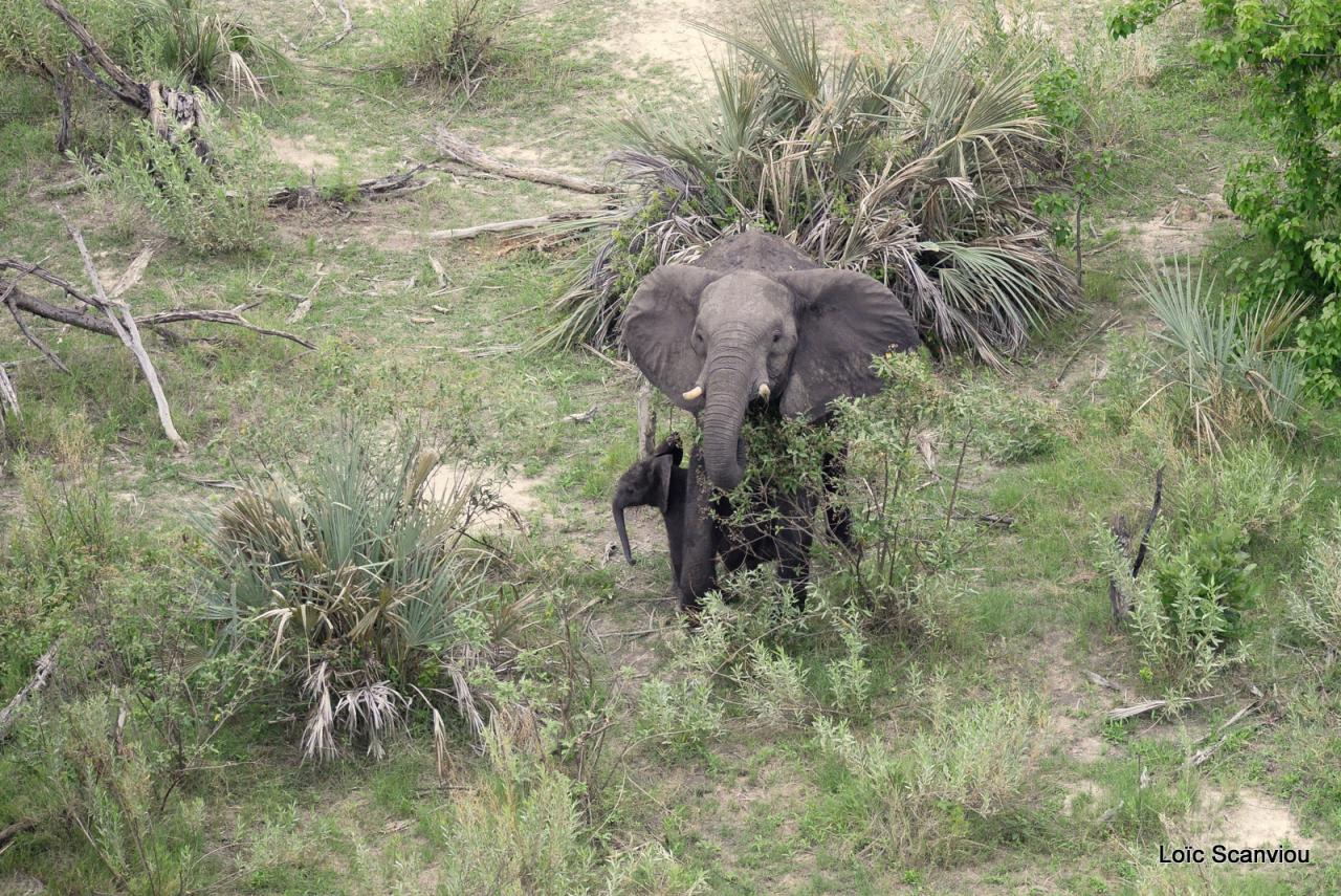 Eléphant (19)