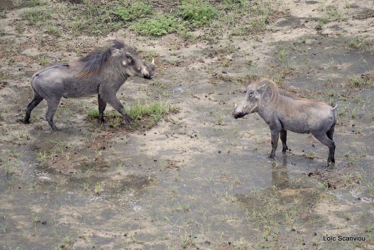 Phacochère/Warthog (5)