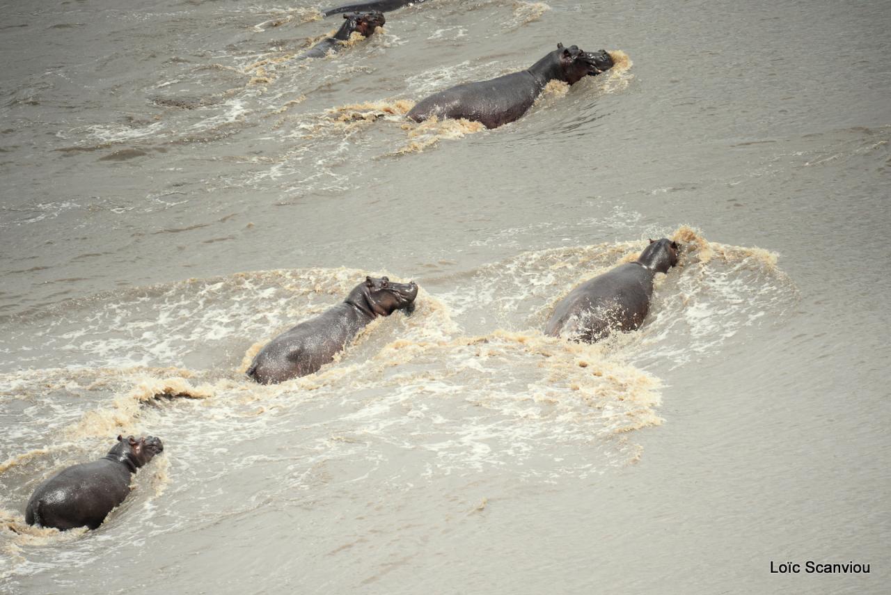 Hippopotame/Hippopotamus (7)