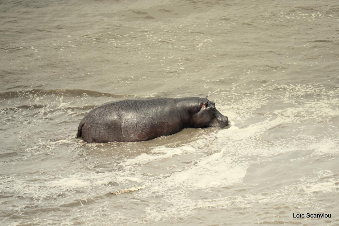 Hippopotame/Hippopotamus (8)