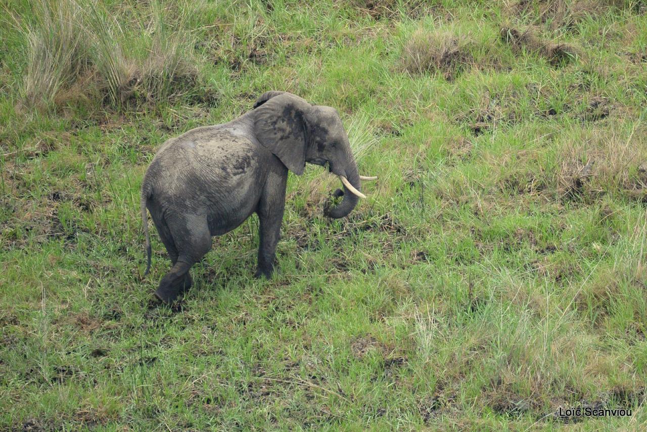 Eléphant (20)