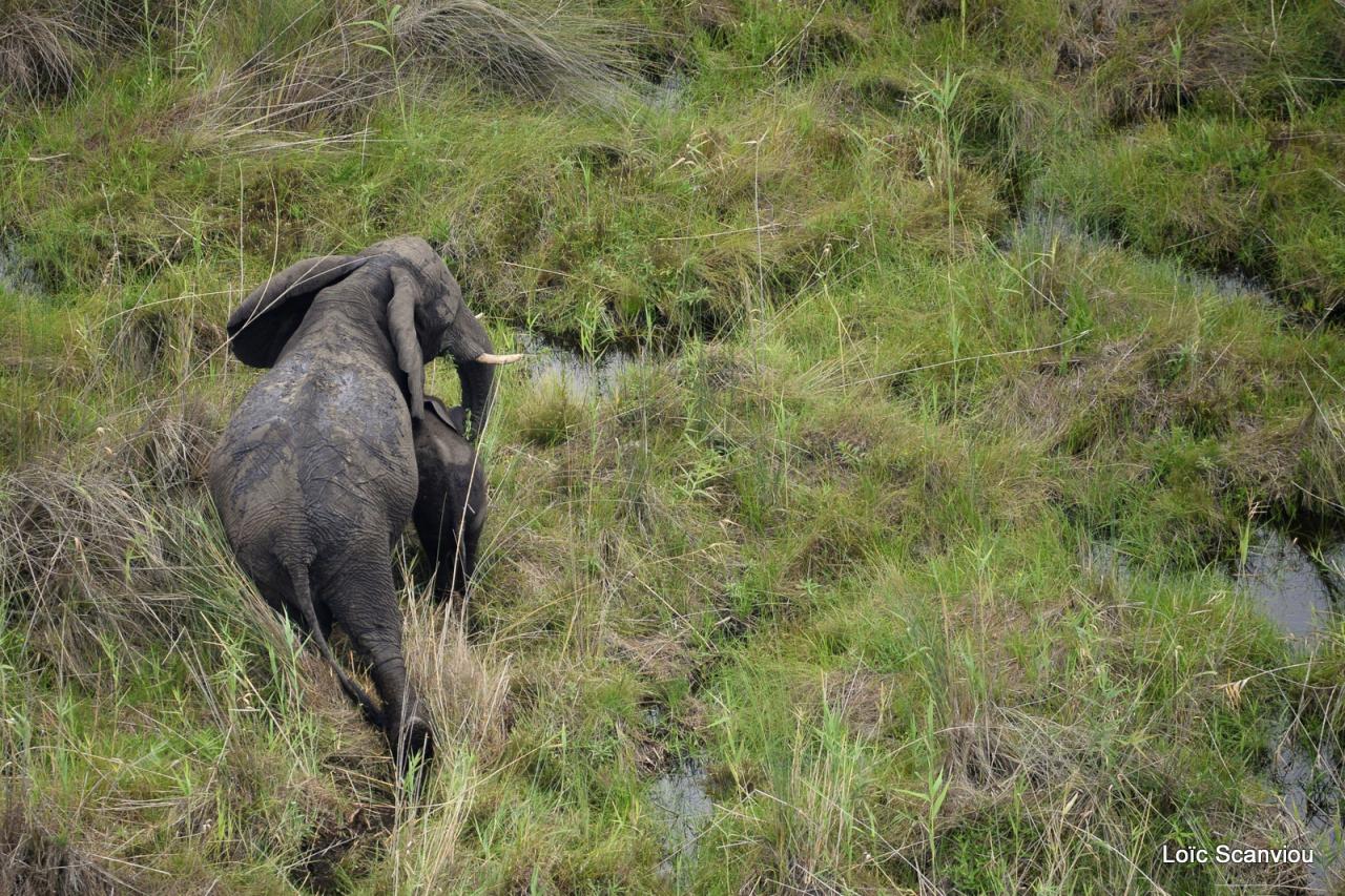 Eléphant (24)
