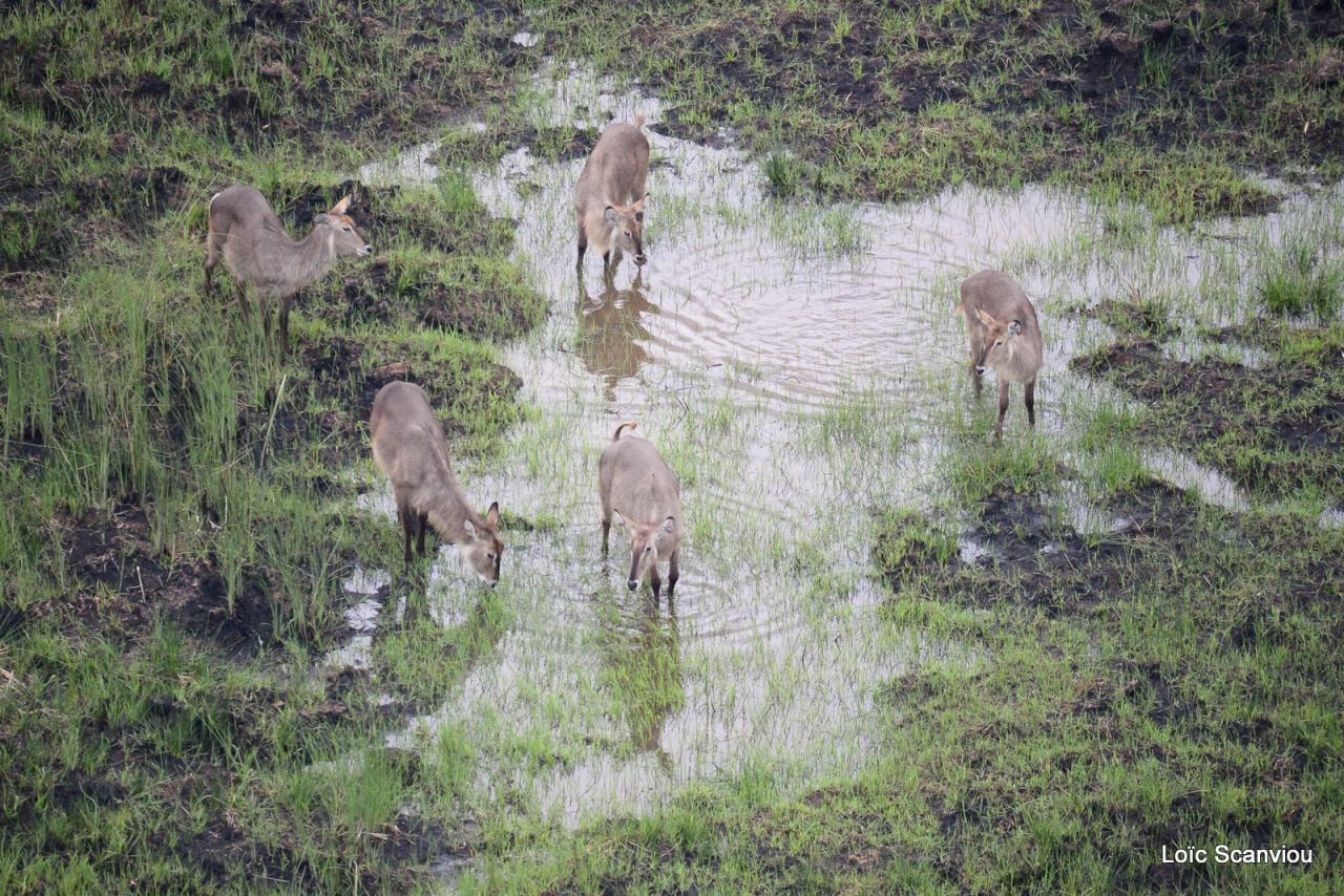 Cobe à croissant/Waterbuck (1)