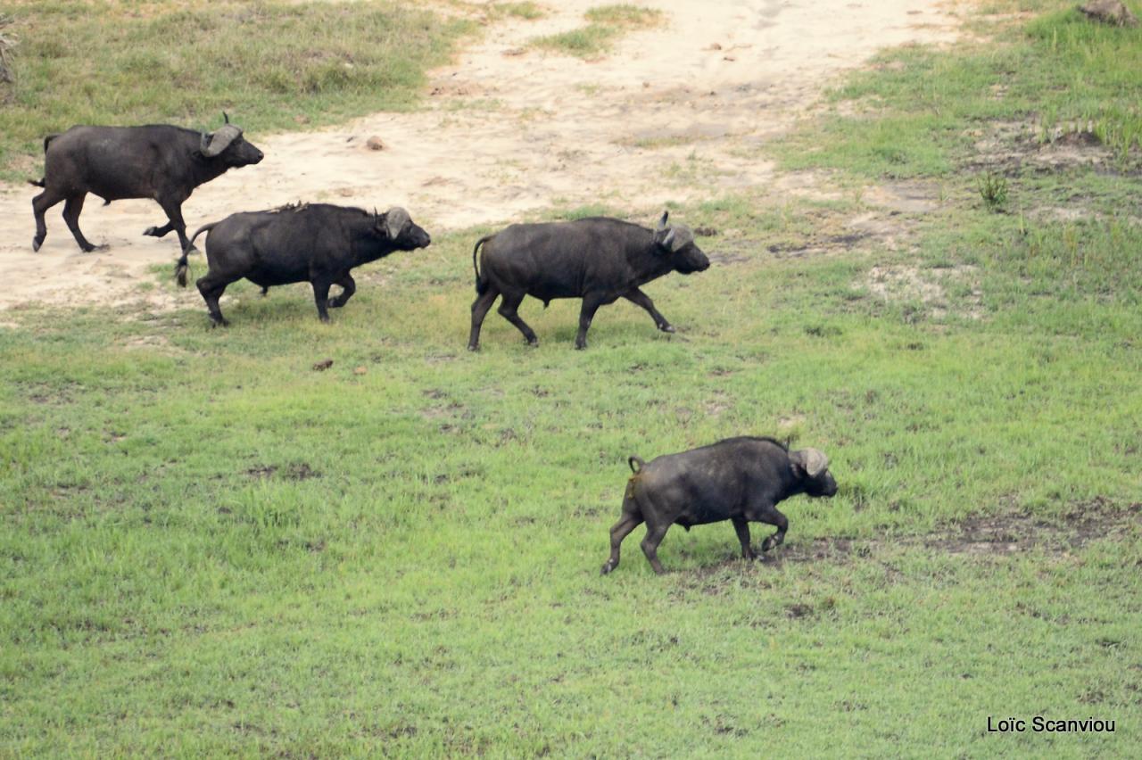 Buffle du Cap/Cape Buffalo (1)