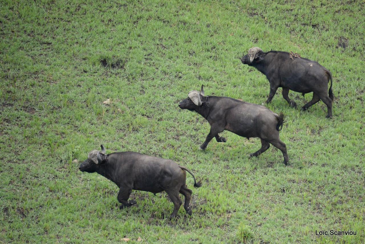 Buffle du Cap/Cape Buffalo (2)