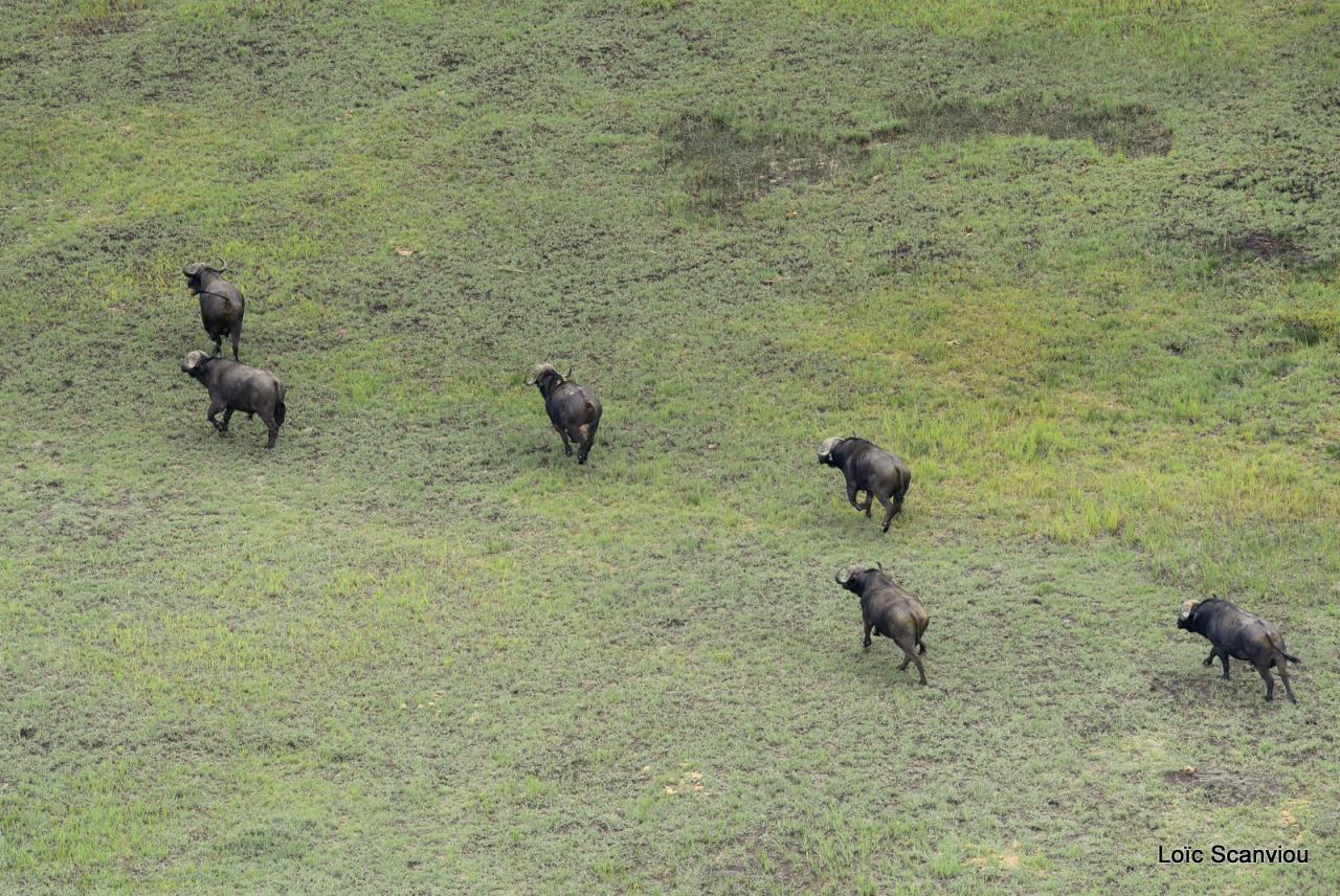 Buffle du Cap/Cape Buffalo (3)