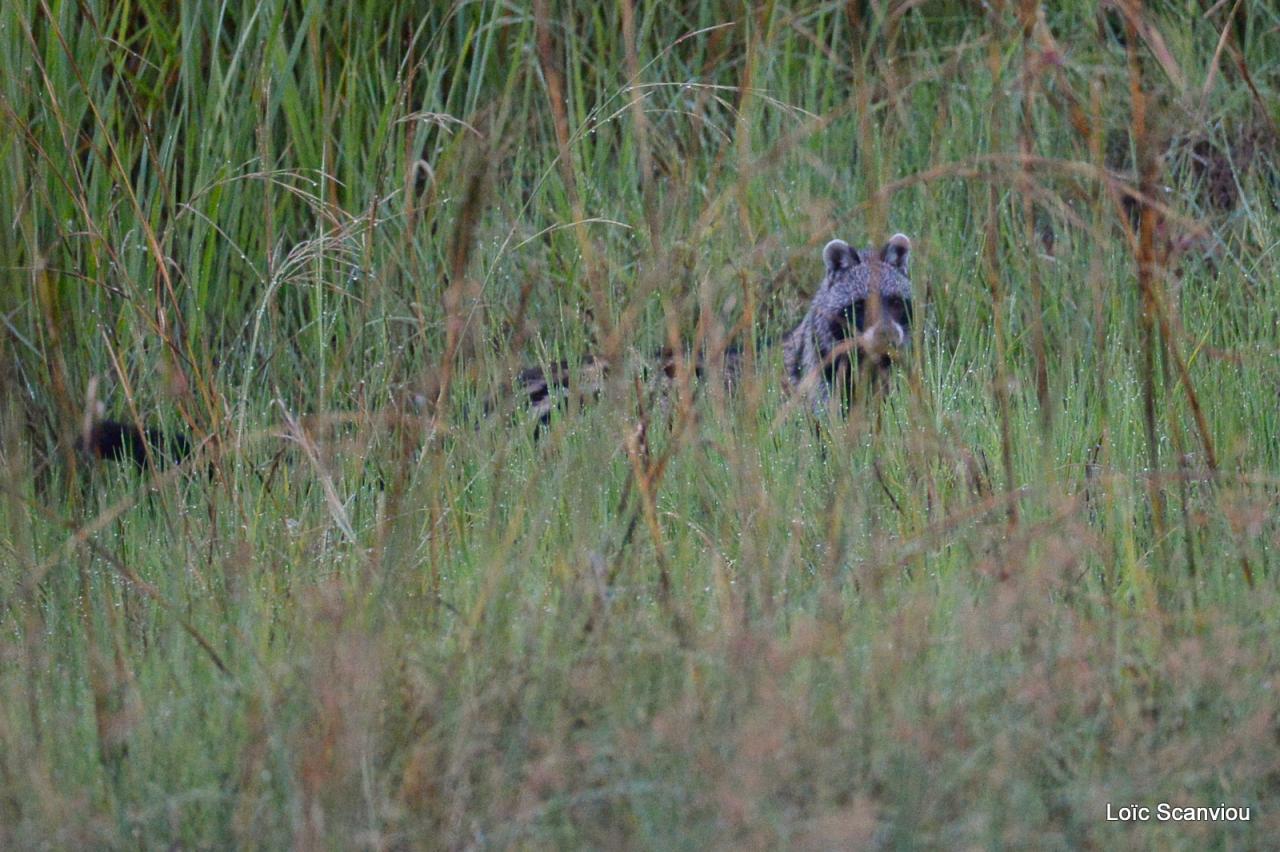 Civette d'Afrique/African civet (1)