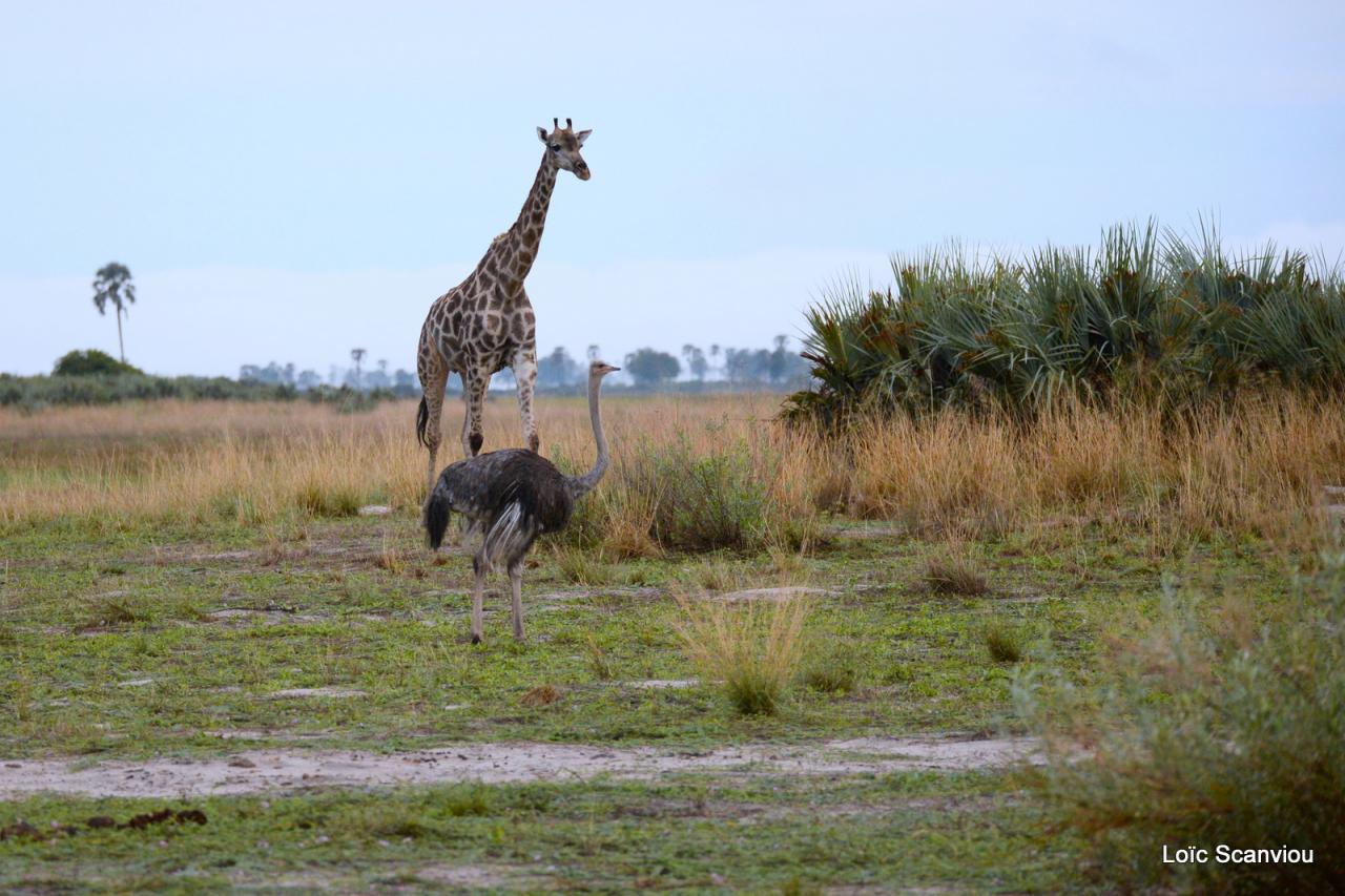 Girafe/Giraffe (8)