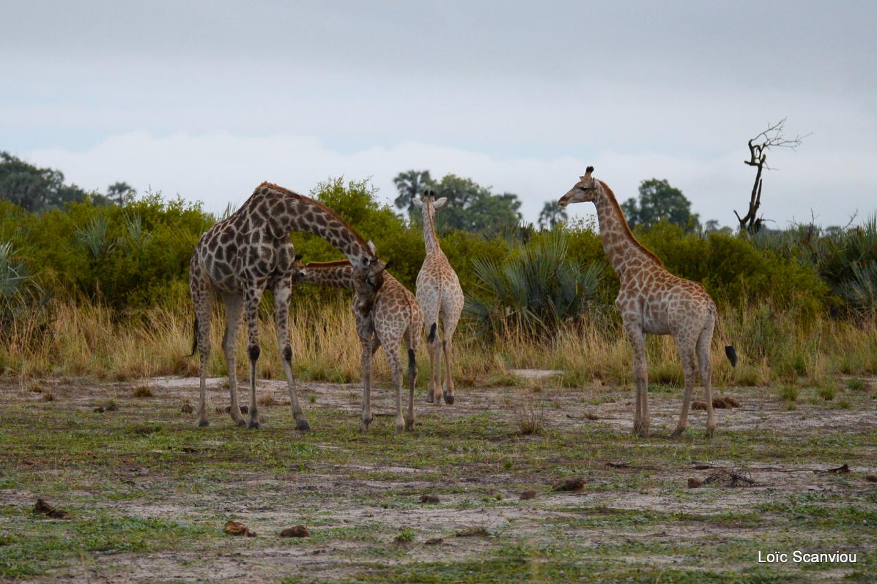 Girafe/Giraffe (9)