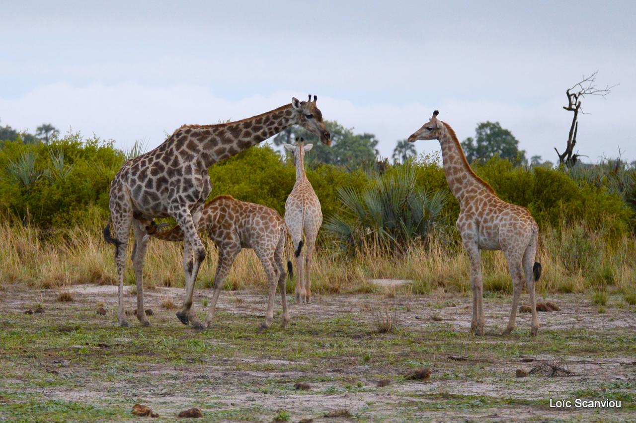 Girafe/Giraffe (10)