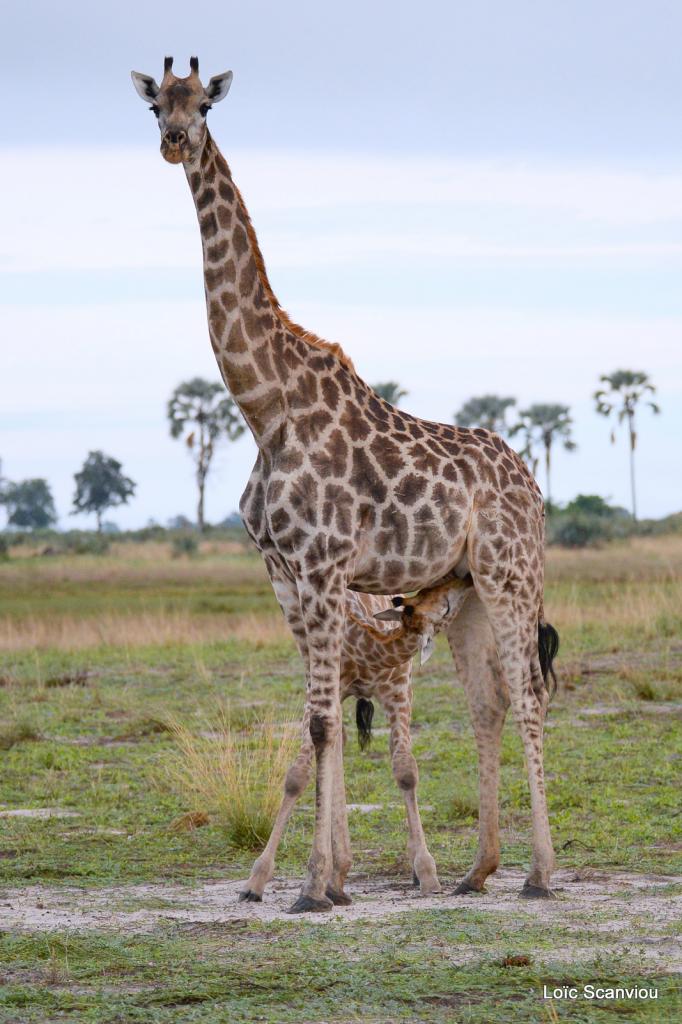 Girafe/Giraffe (11)
