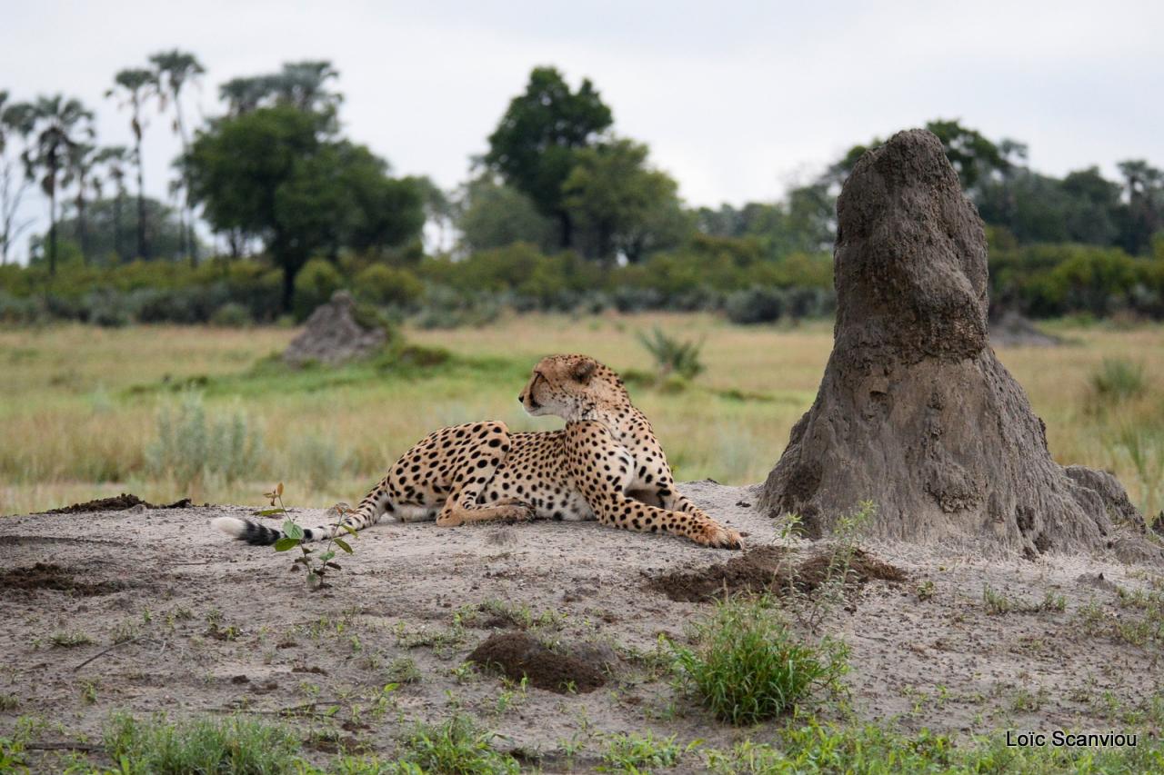Guépard/Cheetah (1)