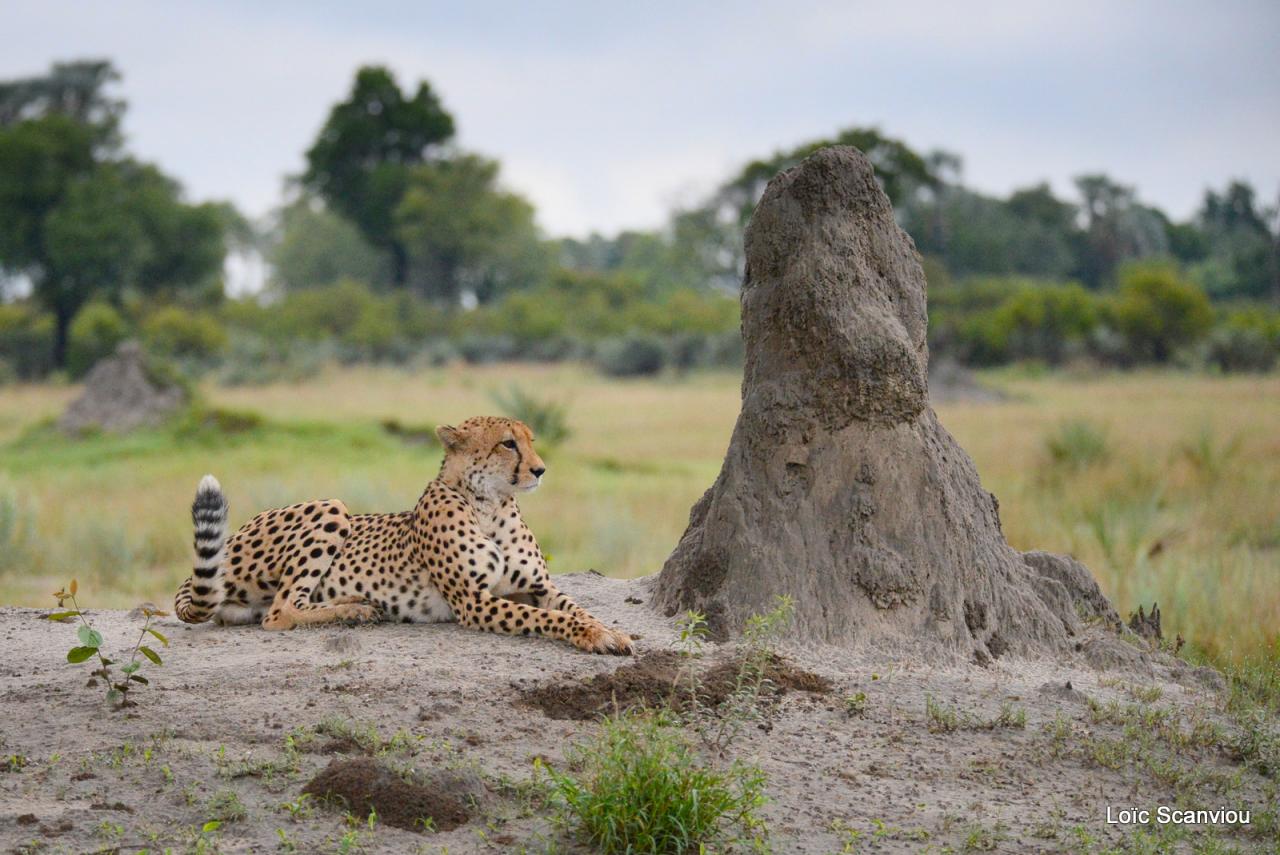 Guépard/Cheetah (2)