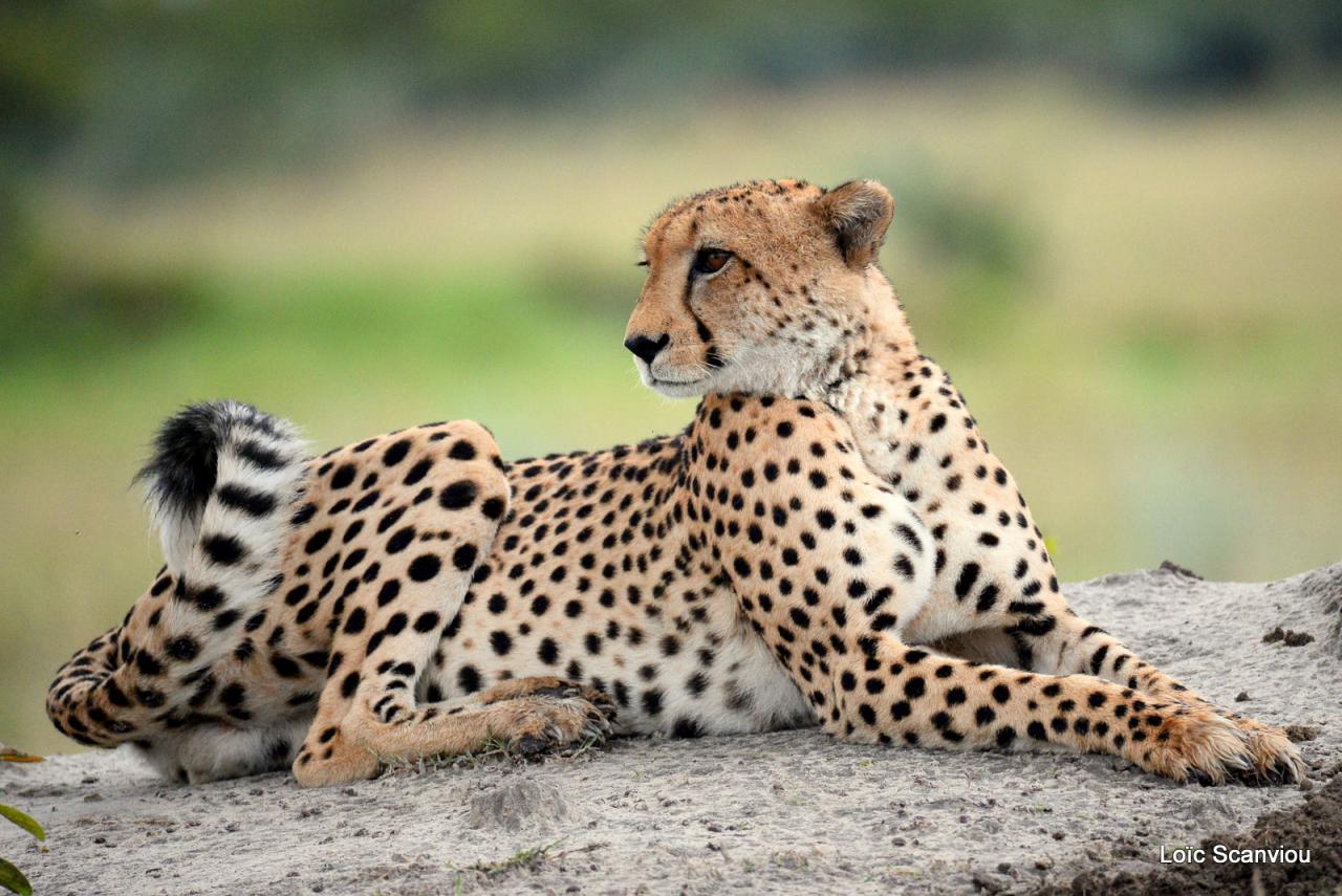 Guépard/Cheetah (3)