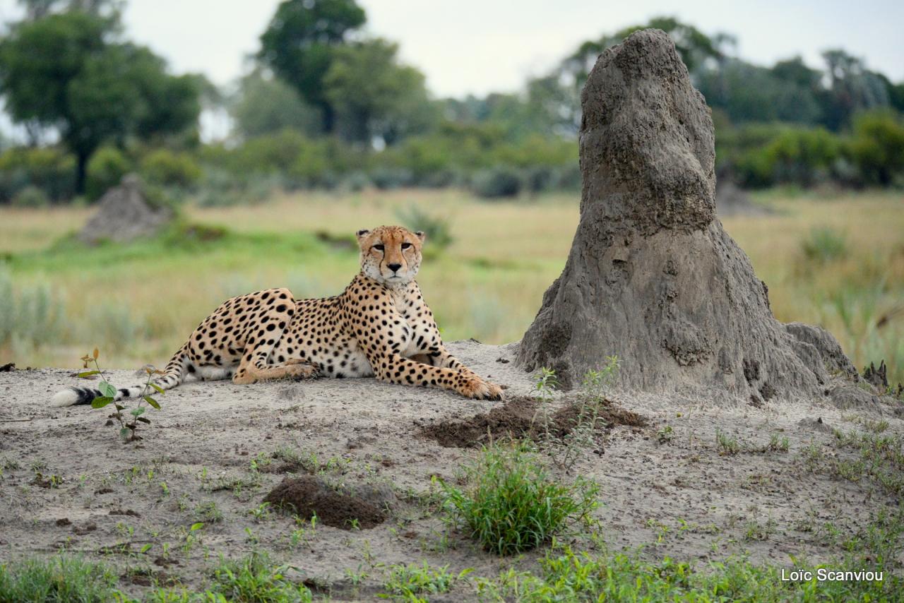 Guépard/Cheetah (4)