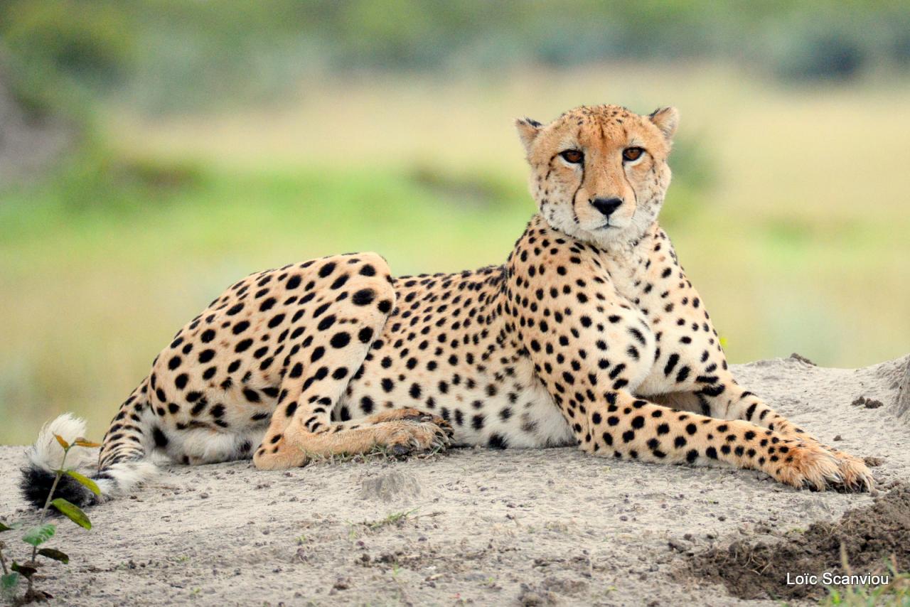 Guépard/Cheetah (5)