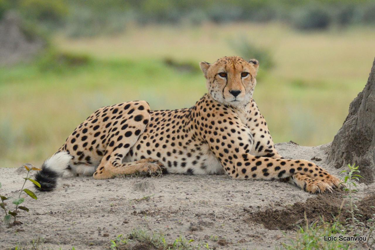 Guépard/Cheetah (7)