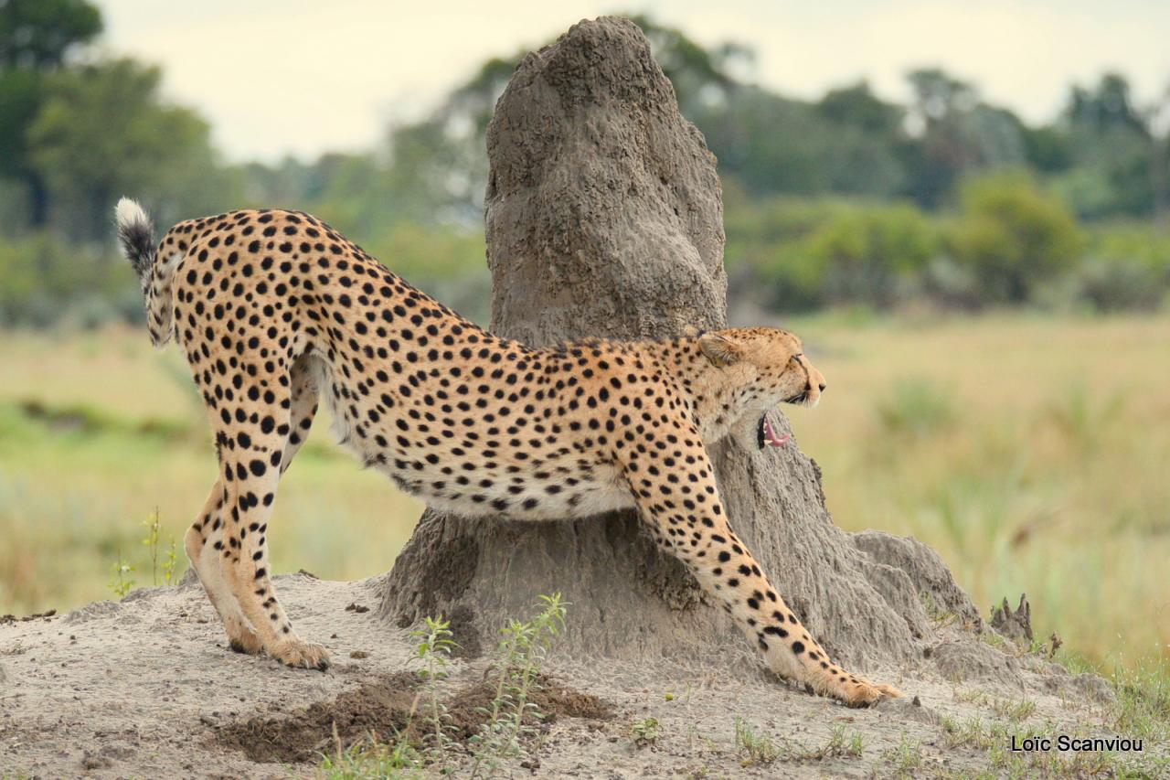 Guépard/Cheetah (8)