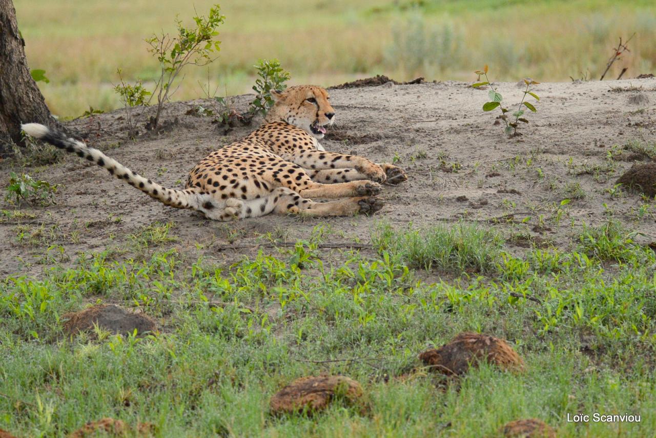 Guépard/Cheetah (10)