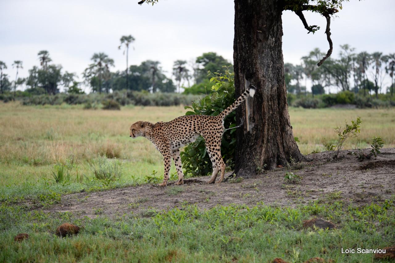 Guépard/Cheetah (11)