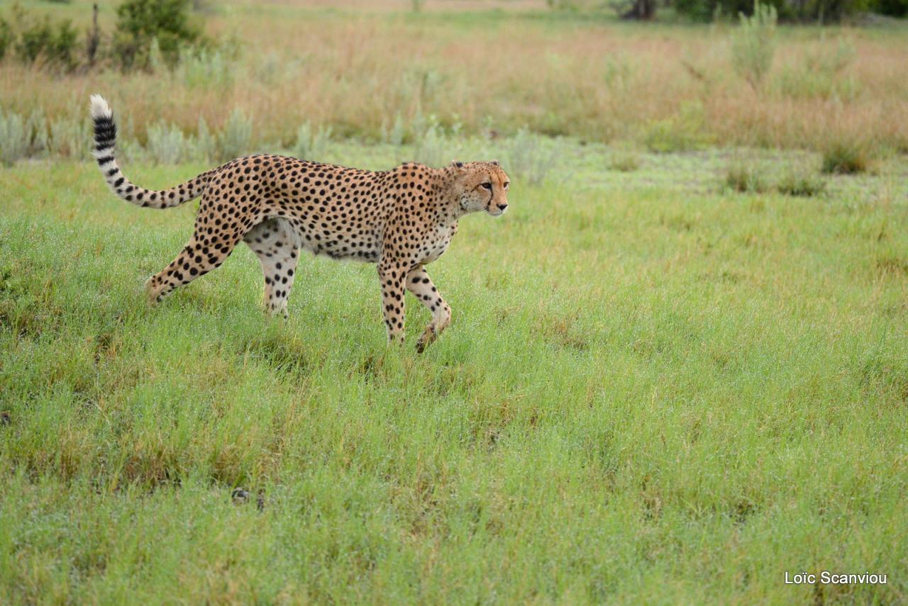 Guépard/Cheetah (12)