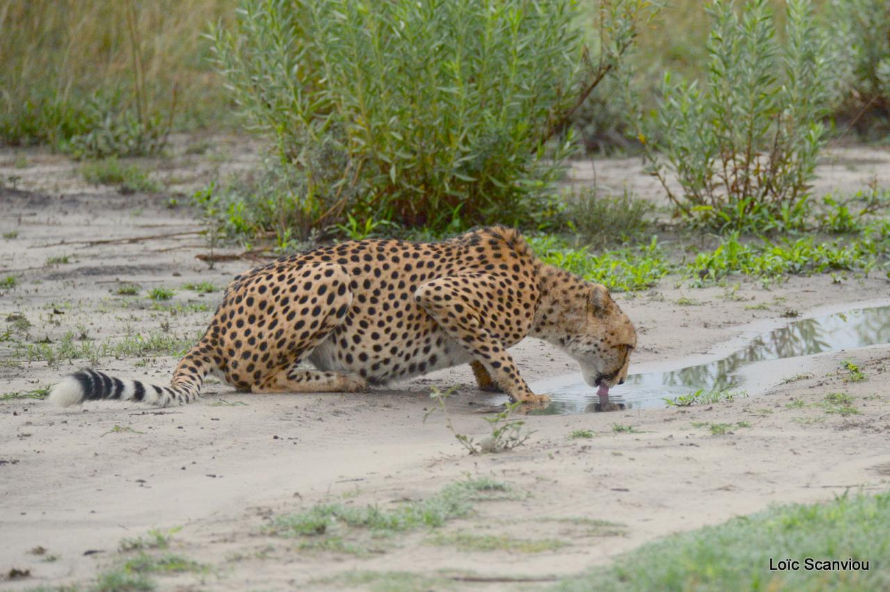 Guépard/Cheetah (13)