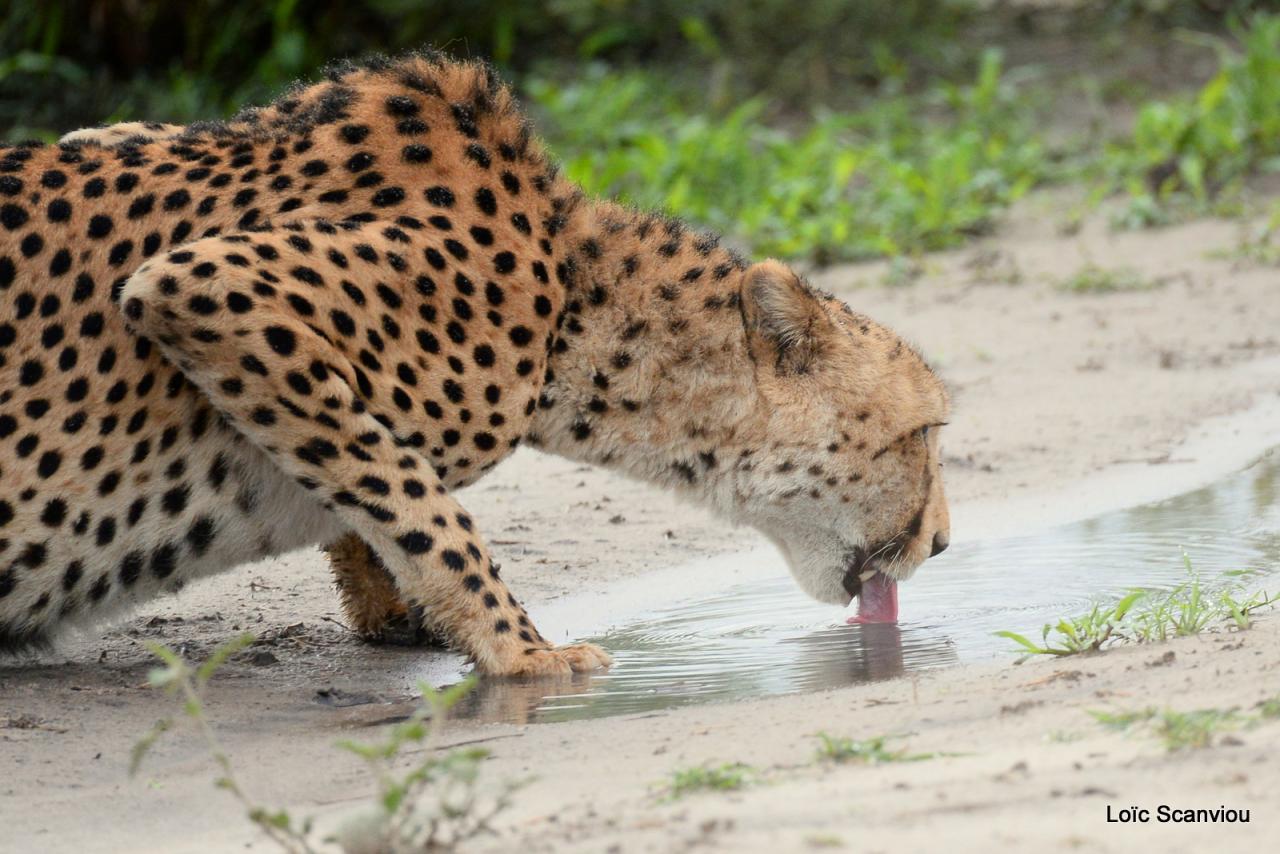 Guépard/Cheetah (14)