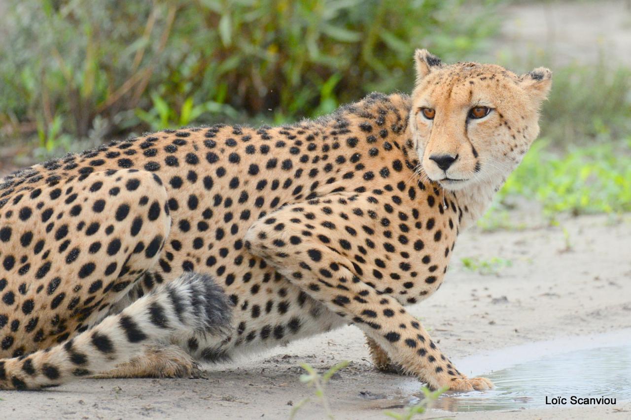 Guépard/Cheetah (15)