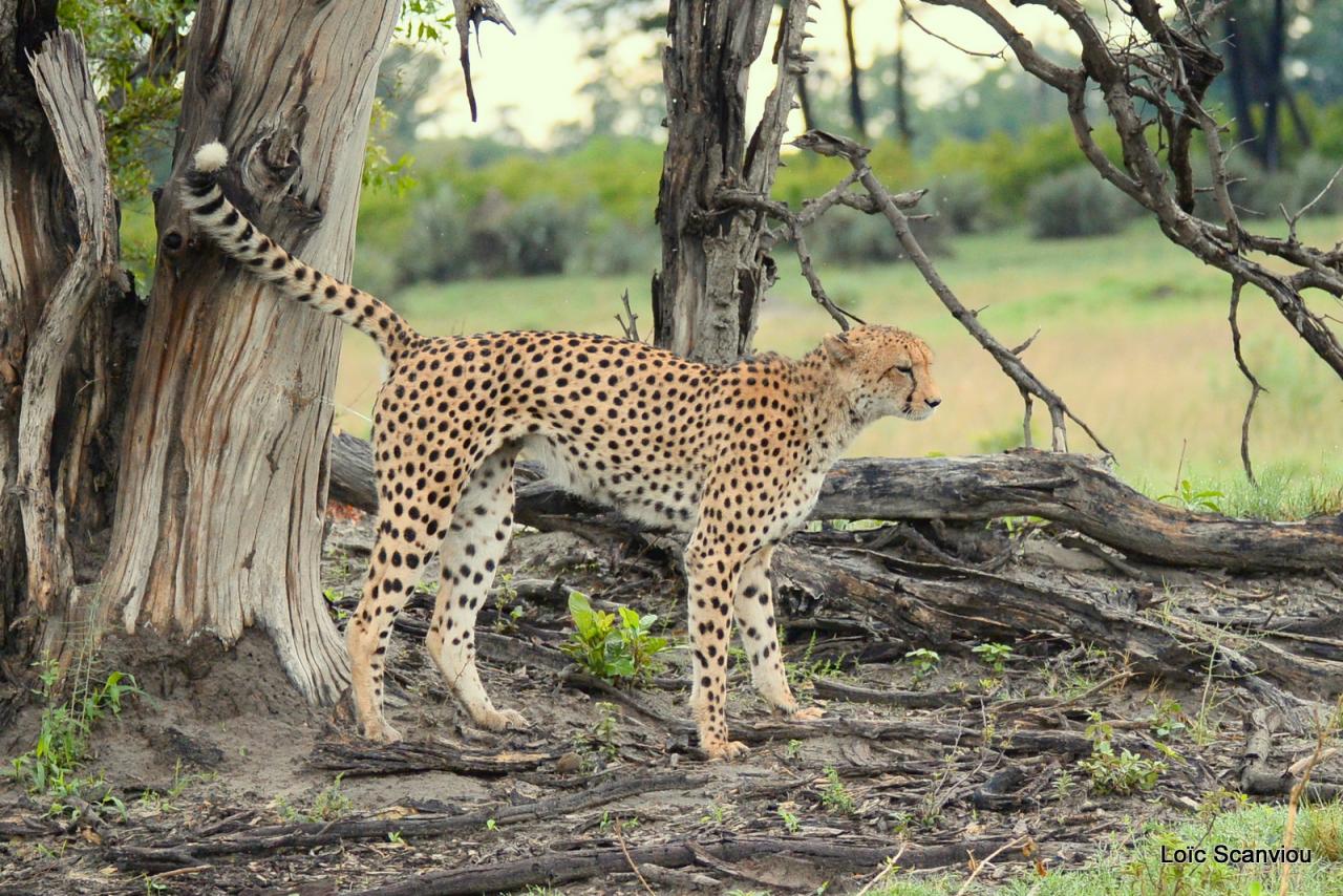 Guépard/Cheetah (16)