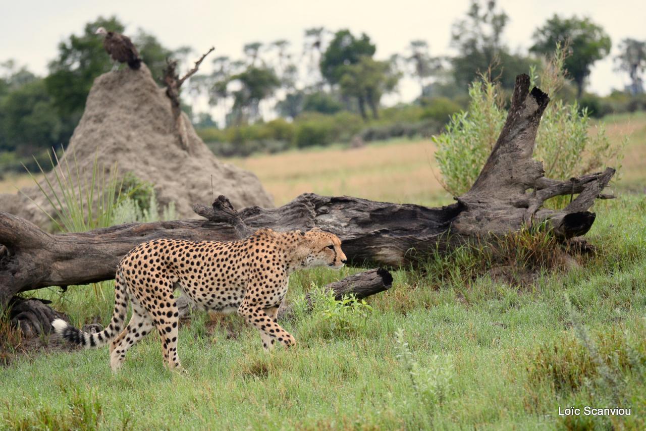 Guépard/Cheetah (17)
