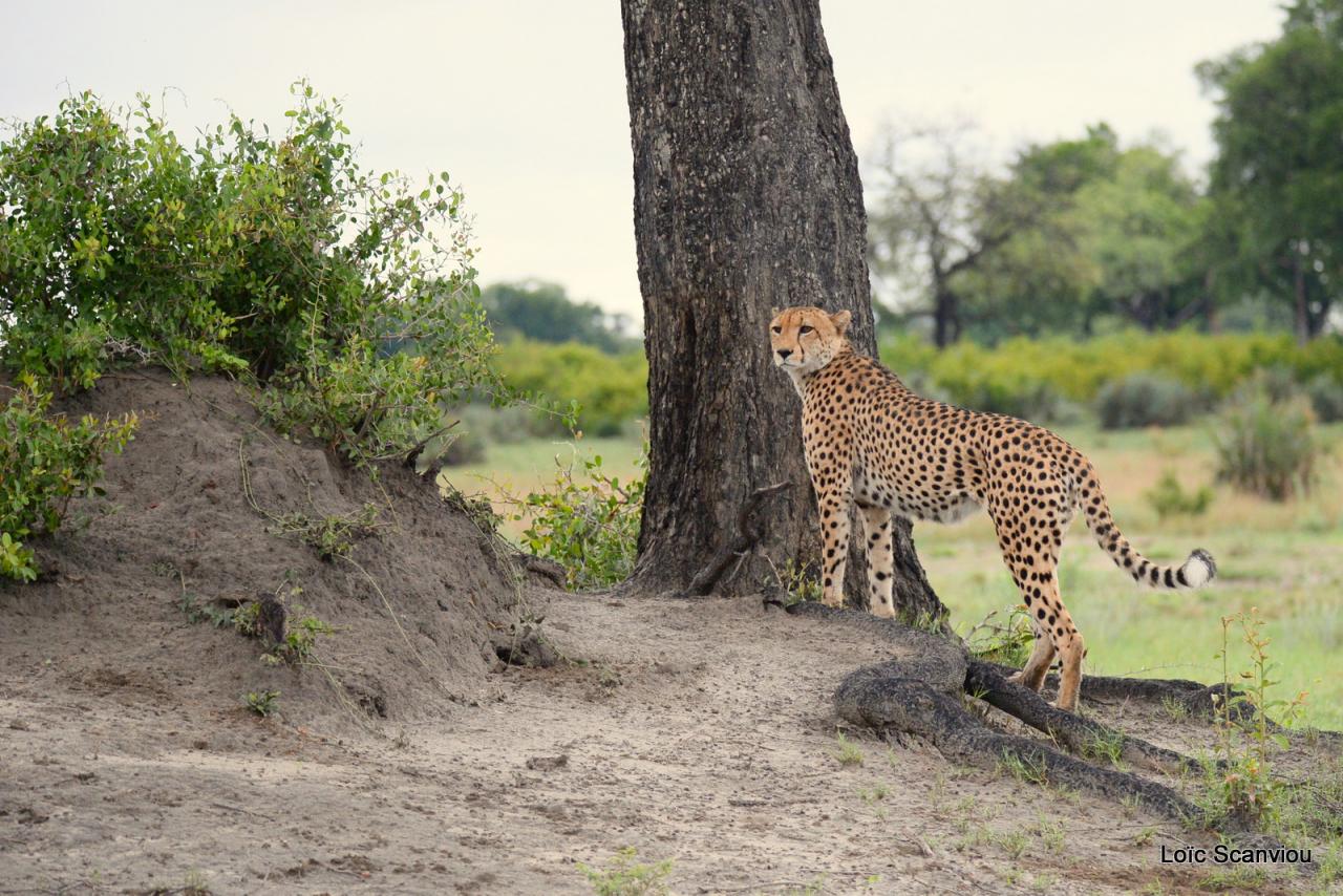 Guépard/Cheetah (18)
