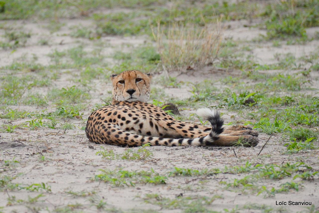 Guépard/Cheetah (20)
