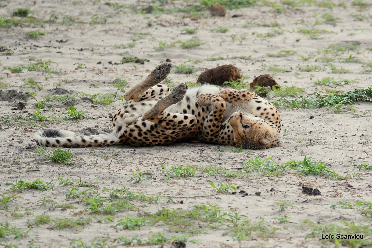Guépard/Cheetah (21)
