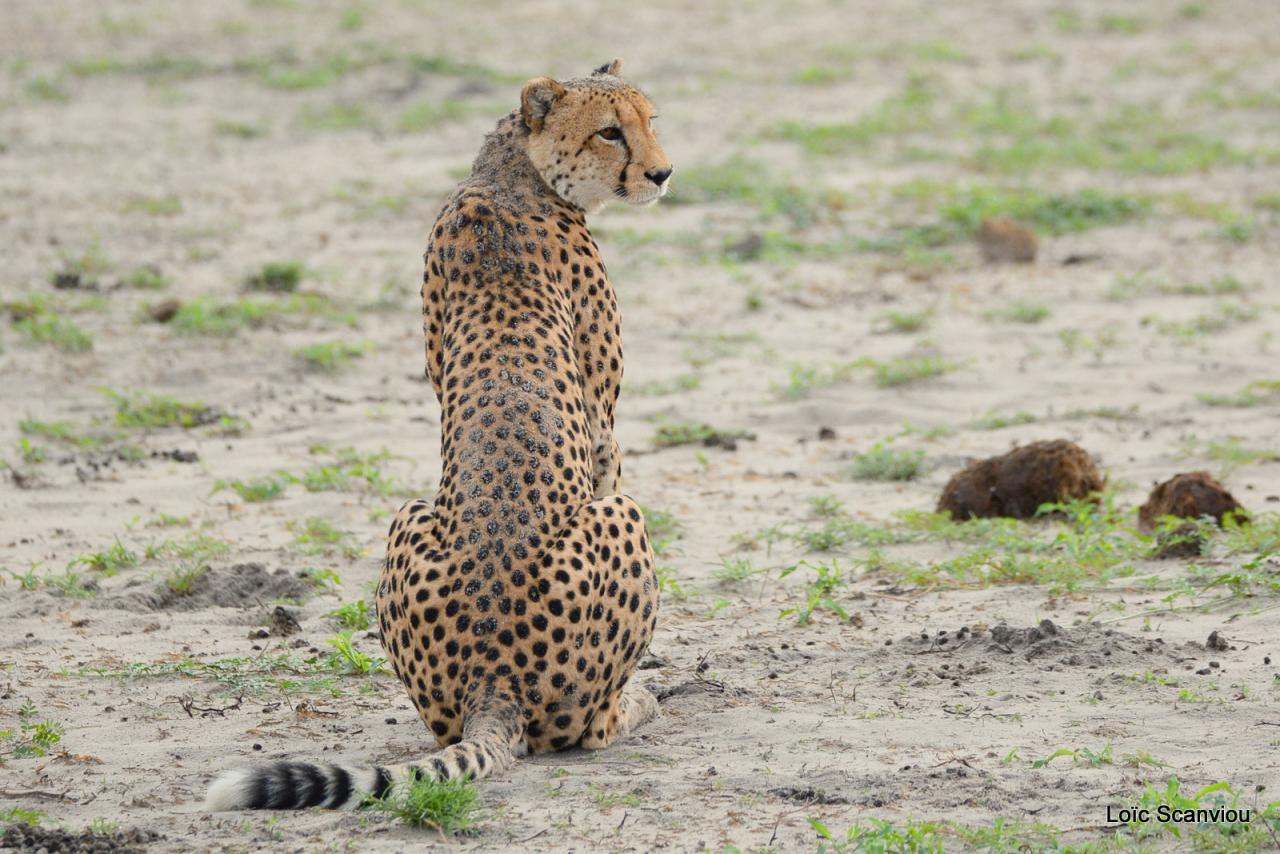 Guépard/Cheetah (22)