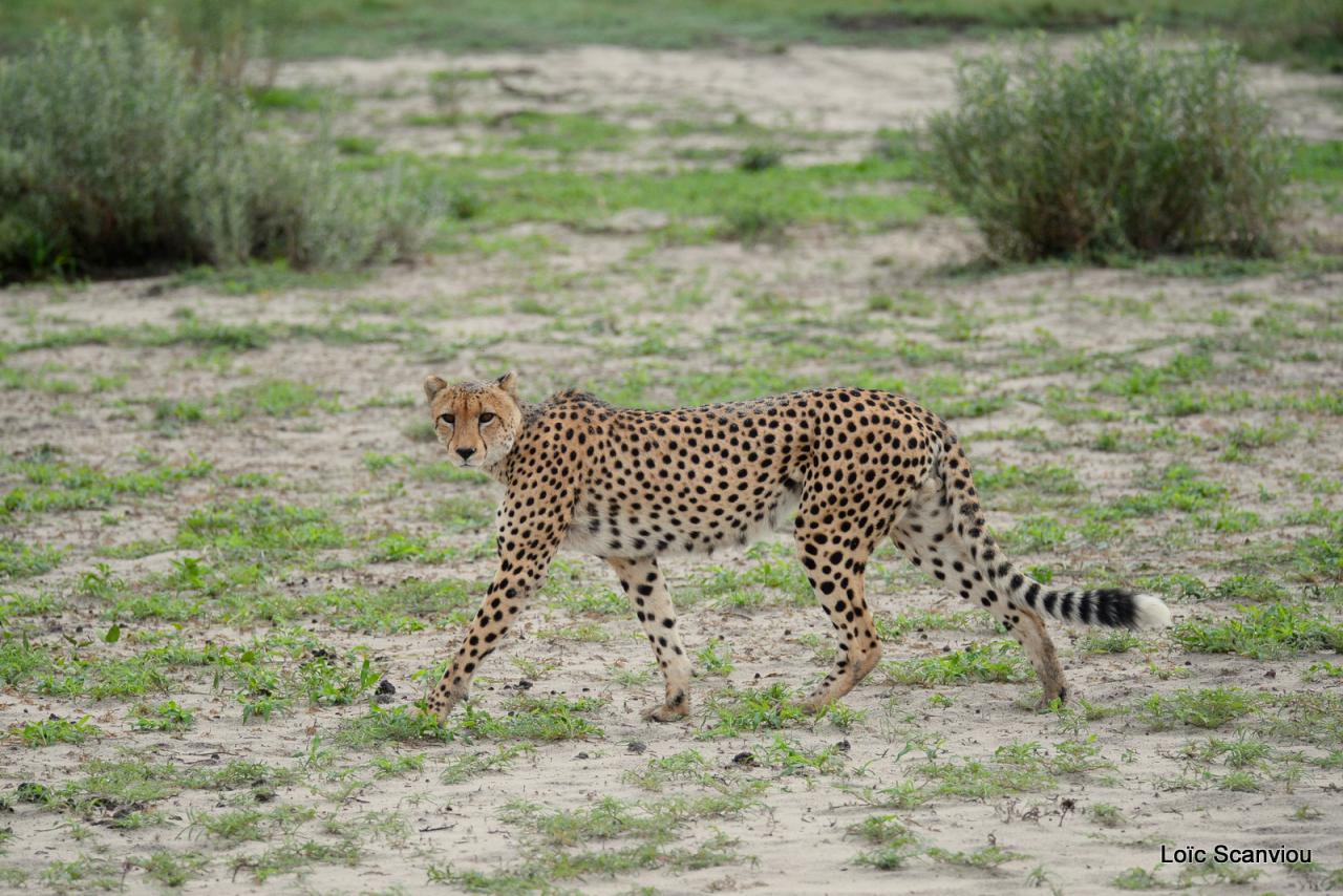 Guépard/Cheetah (23)