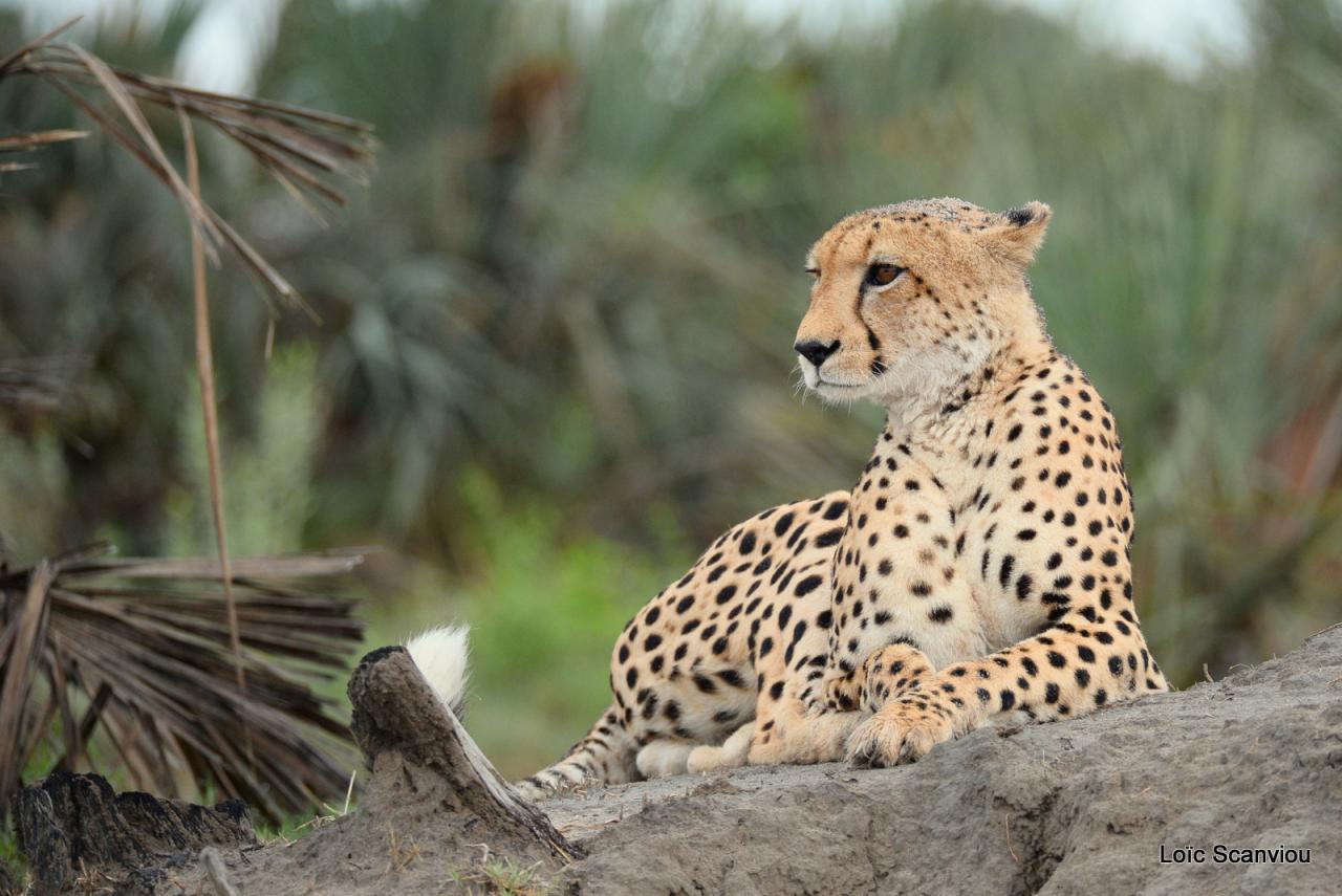Guépard/Cheetah (24)