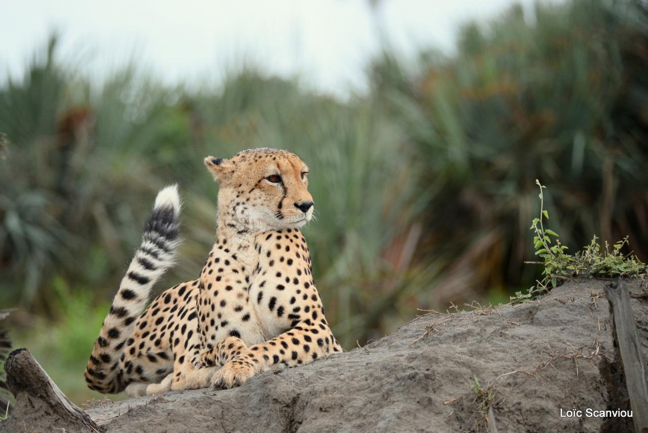 Guépard/Cheetah (25)