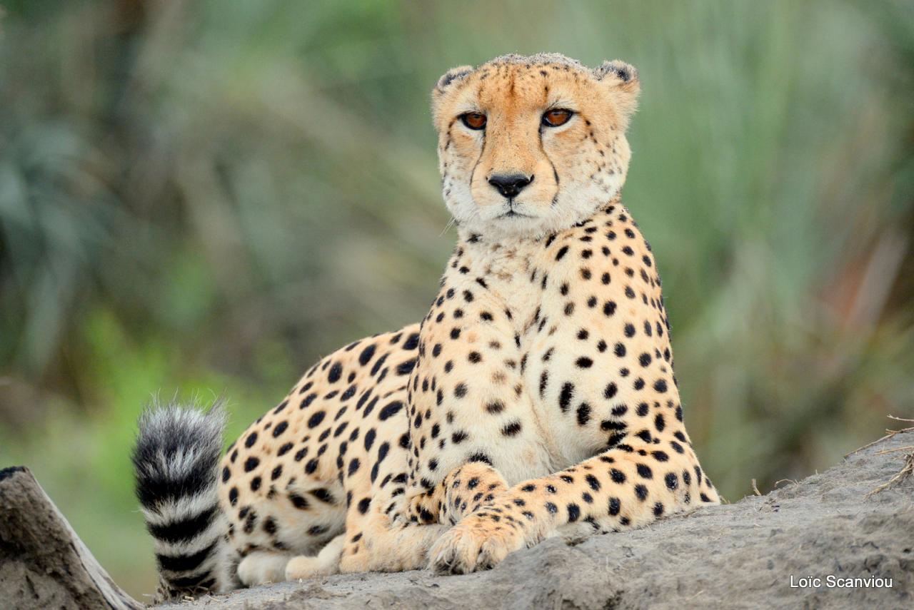 Guépard/Cheetah (26)