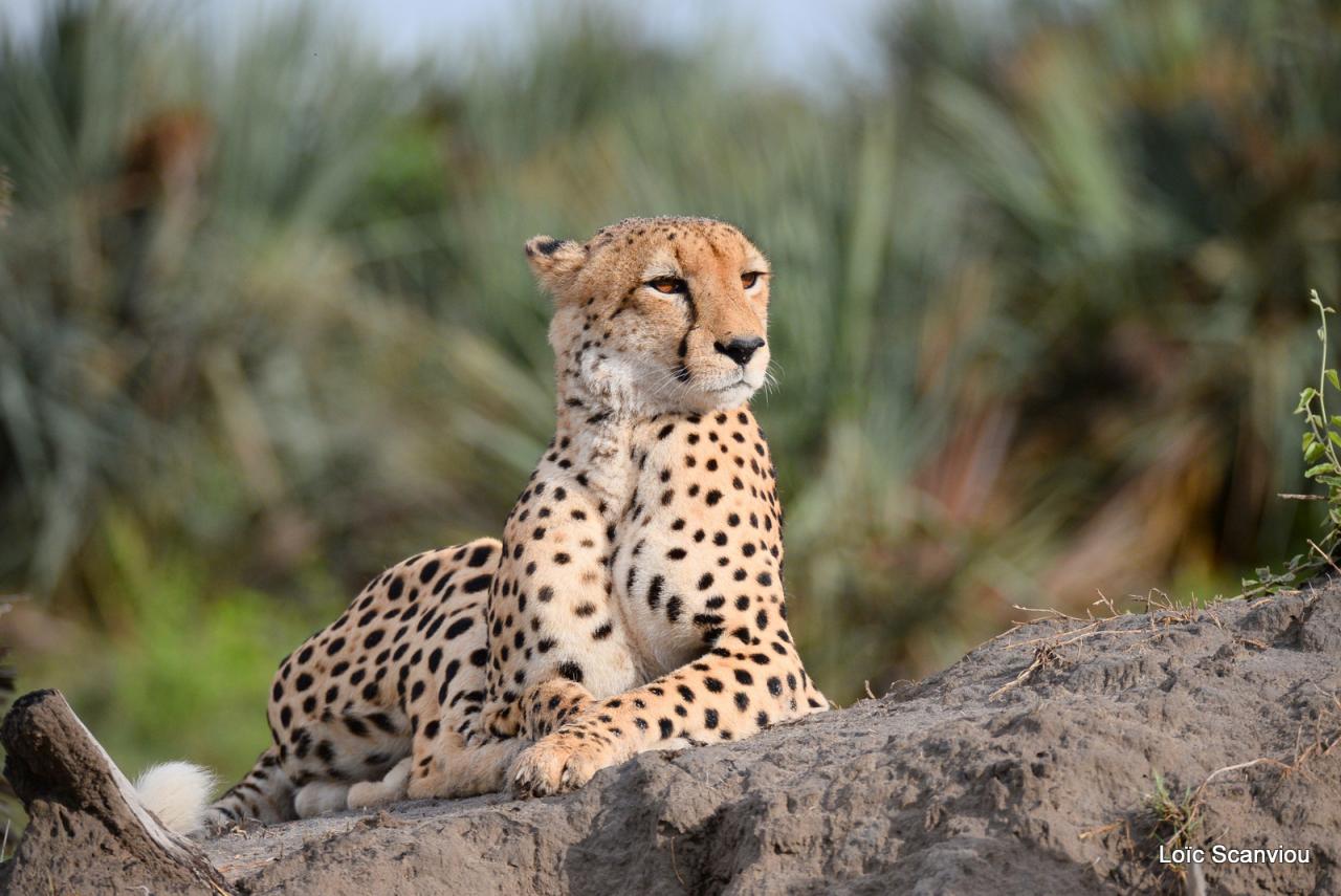 Guépard/Cheetah (2)