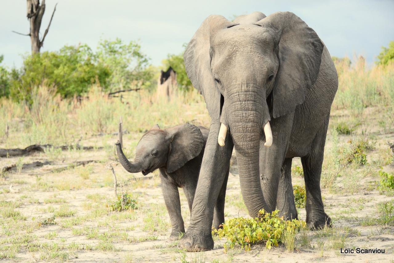 Eléphant (25)