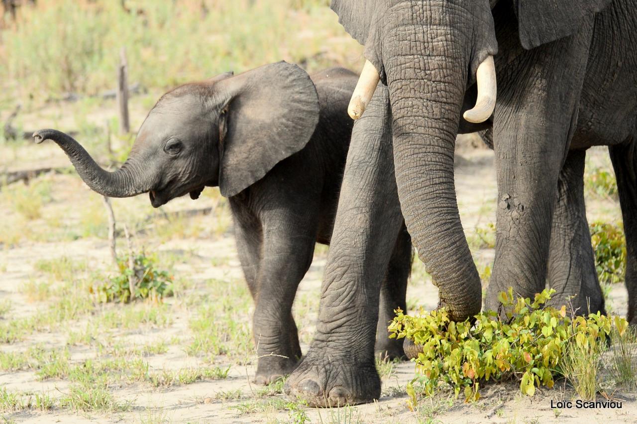 Eléphant (26)