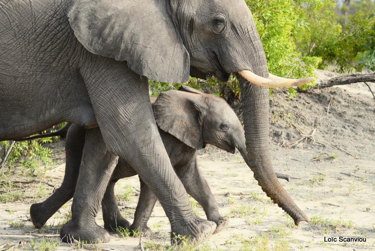Eléphant (27)