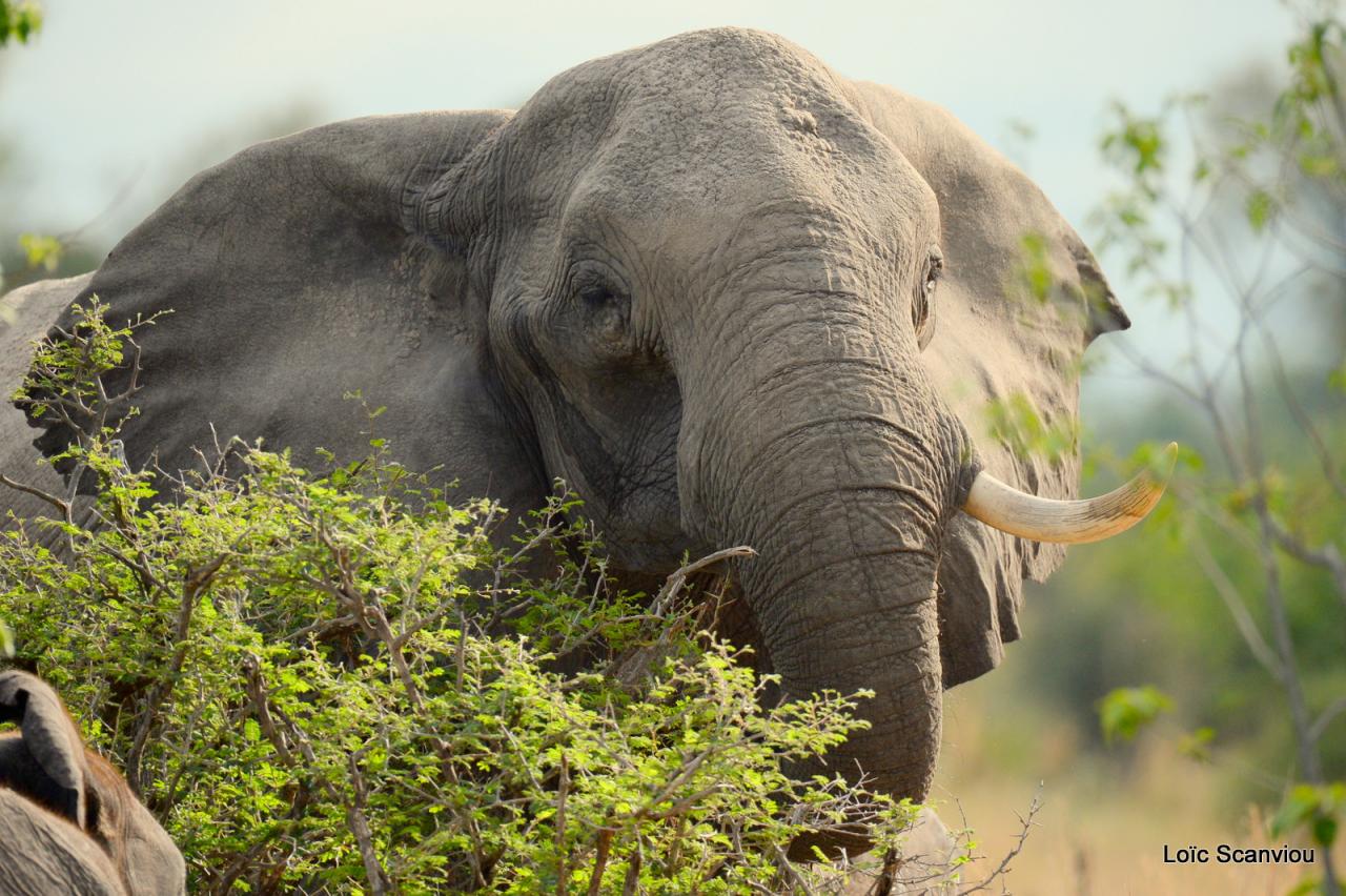 Eléphant (28)