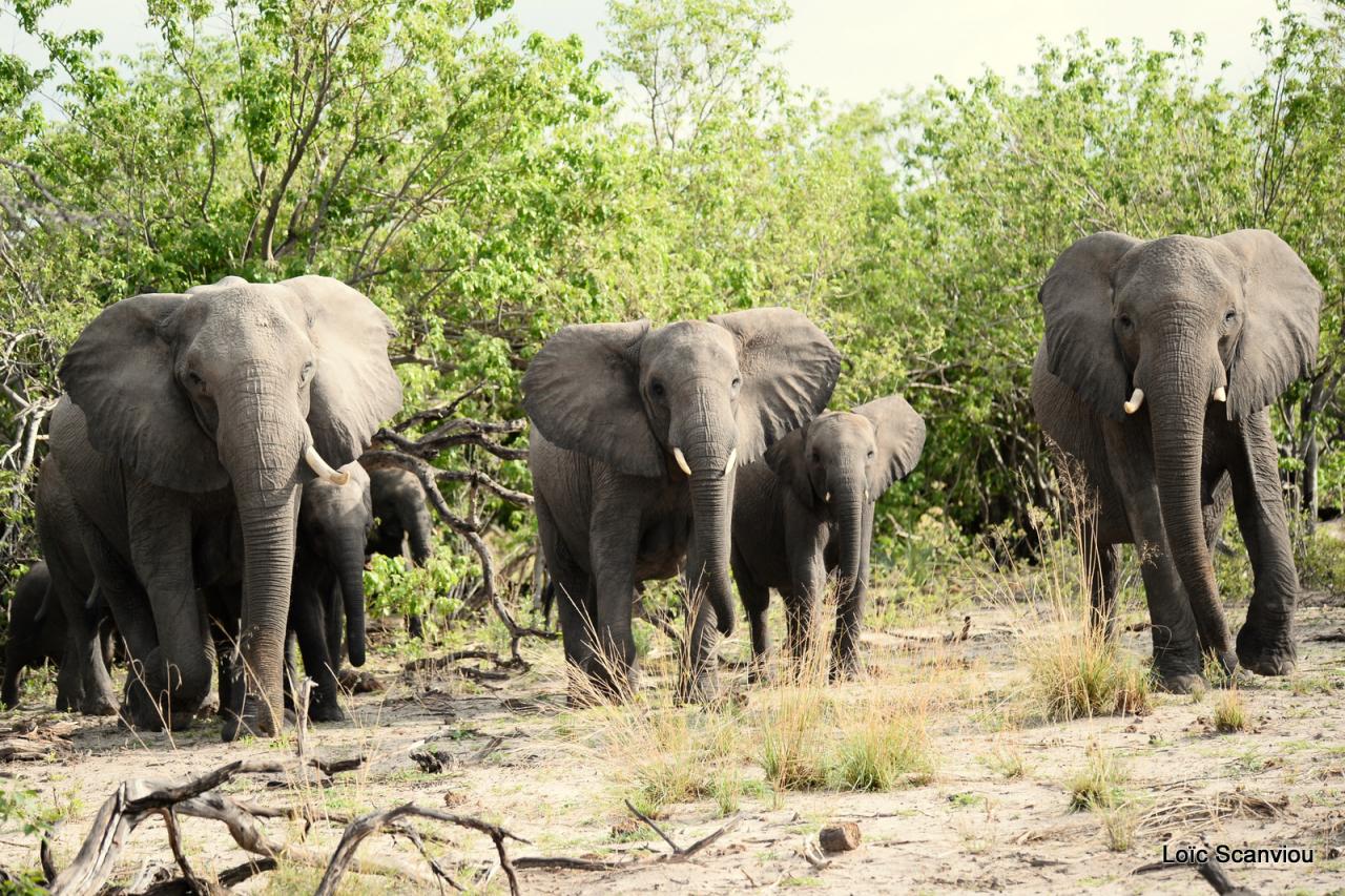 Eléphant (29)