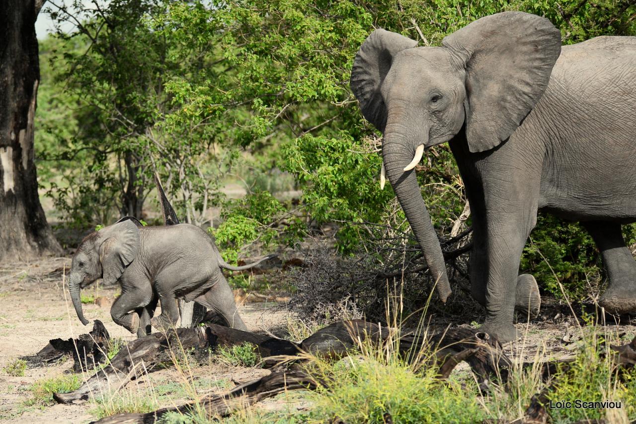 Eléphant (30)