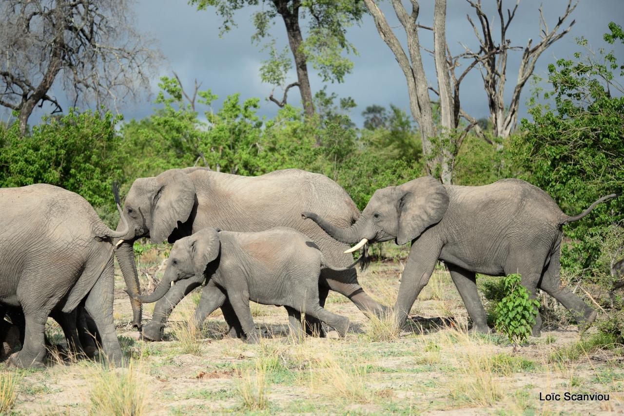 Elephant (55)