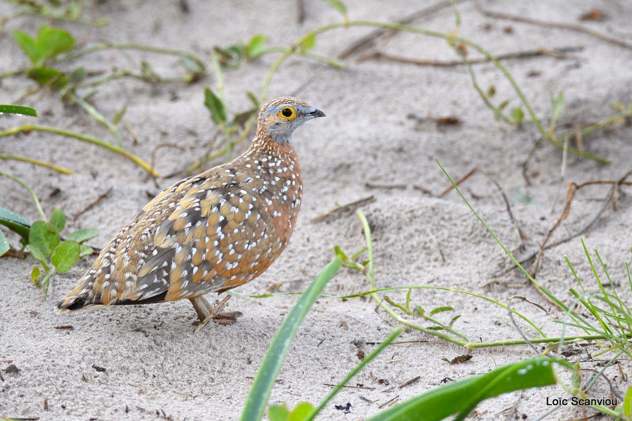 Ganga/Sandgrouse (1)